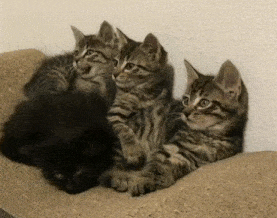 1532406371_ezgif_2_4864d26d54.gif